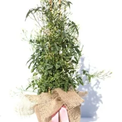 Jasminum Polyanthum -Deals Green4Ever Store pl0000085034 card6 lg