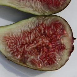 Fig 'Brown Turkey' -Deals Green4Ever Store pl1000000029 card5 lg scaled