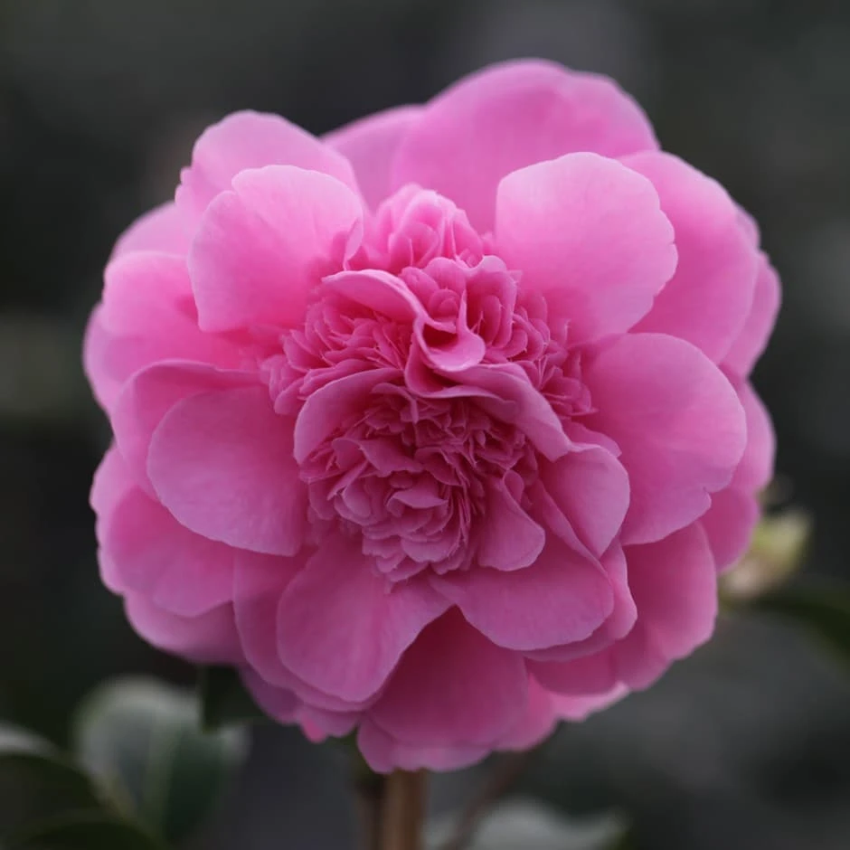 Camellia × Williamsii 'Debbie' 1 Camellia × Williamsii 'Debbie'