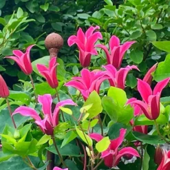 Clematis 'Princess Diana' -Deals Green4Ever Store pl1000000211 card2 lg