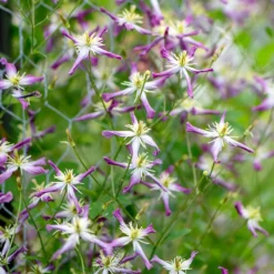 Clematis × Triternata 'Rubromarginata' -Deals Green4Ever Store pl1000000212 card2 lg