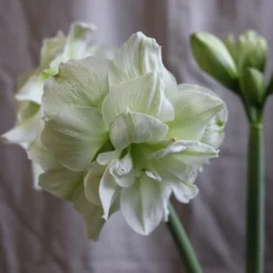 Hippeastrum (Double Galaxy Group) 'Marilyn' (PBR) -Deals Green4Ever Store pl1000000413 card2 lg