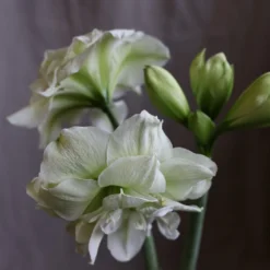 Hippeastrum (Double Galaxy Group) 'Marilyn' (PBR) -Deals Green4Ever Store pl1000000413 card3 lg
