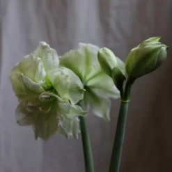 Hippeastrum (Double Galaxy Group) 'Marilyn' (PBR) -Deals Green4Ever Store pl1000000413 card4 lg