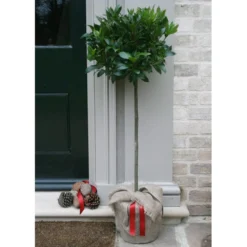 Laurus Nobilis -Deals Green4Ever Store pl1000000576 card2 lg