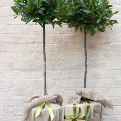 Laurus Nobilis -Deals Green4Ever Store pl1000000576 card3 lg