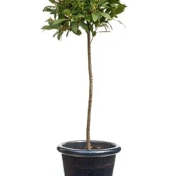 Laurus Nobilis -Deals Green4Ever Store pl1000000576 card4 lg