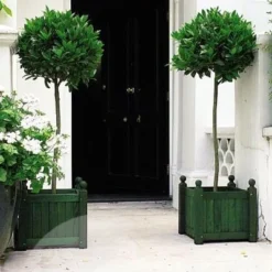 Laurus Nobilis -Deals Green4Ever Store pl1000000576 card5 lg