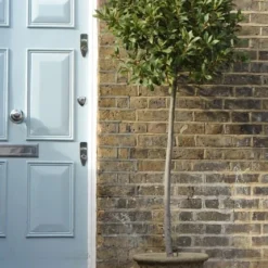 Laurus Nobilis -Deals Green4Ever Store pl1000000576 card6 lg