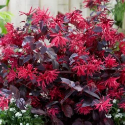 Loropetalum Chinense Var. Rubrum 'Fire Dance' -Deals Green4Ever Store pl1000000932 card2 lg