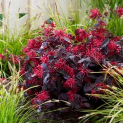 Loropetalum Chinense Var. Rubrum 'Fire Dance' -Deals Green4Ever Store pl1000000932 card3 lg