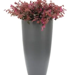 Loropetalum Chinense Var. Rubrum 'Fire Dance' -Deals Green4Ever Store pl1000000932 card4 lg