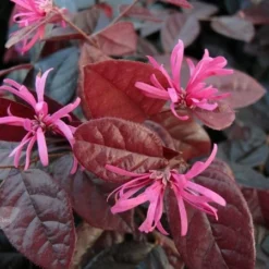 Loropetalum Chinense Var. Rubrum 'Fire Dance' -Deals Green4Ever Store pl1000000932 card5 lg