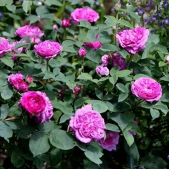 Rosa 'Reine Des Violettes' -Deals Green4Ever Store pl1000001991 card3 lg