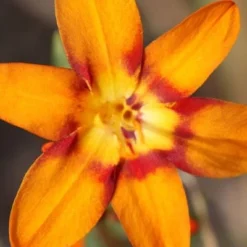 Crocosmia × Crocosmiiflora 'Emily Mckenzie' -Deals Green4Ever Store pl2000002149 card3 lg