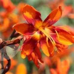 Crocosmia × Crocosmiiflora 'Emily Mckenzie' -Deals Green4Ever Store pl2000002149 card4 lg