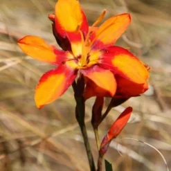 Crocosmia × Crocosmiiflora 'Emily Mckenzie' -Deals Green4Ever Store pl2000002149 card5 lg