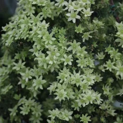 Clematis 'Pixie' -Deals Green4Ever Store pl2000002578 card2 lg