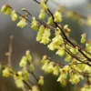 Corylopsis Pauciflora
