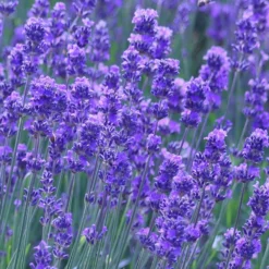 Lavandula Angustifolia 'Munstead' -Deals Green4Ever Store pl2000002724 card2 lg