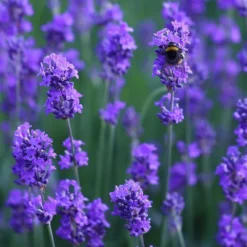 Lavandula Angustifolia 'Munstead' -Deals Green4Ever Store pl2000002724 card3 lg