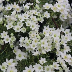 Clematis × Cartmanii 'Joe' -Deals Green4Ever Store pl2000002726 card2 lg