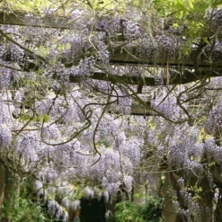 Wisteria Floribunda 'Domino' -Deals Green4Ever Store pl2000002750 card2 lg