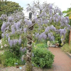 Wisteria Floribunda 'Domino' -Deals Green4Ever Store pl2000002750 card3 lg