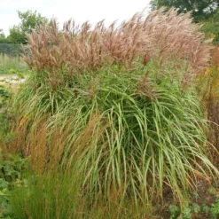 Miscanthus Sinensis 'Malepartus'
