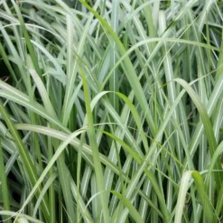 Miscanthus Sinensis 'Malepartus' -Deals Green4Ever Store pl2000002832 card3 lg