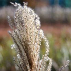 Miscanthus Sinensis 'Malepartus' -Deals Green4Ever Store pl2000002832 card4 lg