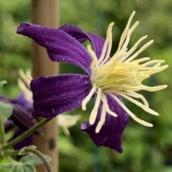 Clematis × Aromatica -Deals Green4Ever Store pl2000002947 card2 lg