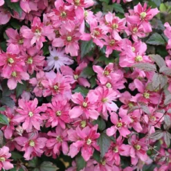 Clematis 'Broughton Star' -Deals Green4Ever Store pl2000003011 card2 lg