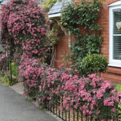 Clematis 'Broughton Star' -Deals Green4Ever Store pl2000003011 card3 lg