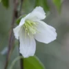 Clematis Cirrhosa 'Jingle Bells'
