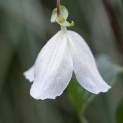 Clematis Cirrhosa 'Jingle Bells' -Deals Green4Ever Store pl2000003353 card2 lg
