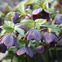 Deals Green4Ever Store -Deals Green4Ever Store pl2000003491 card2 lg