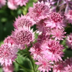 Astrantia 'Roma' (PBR) -Deals Green4Ever Store pl2000003711 card4 lg
