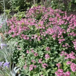 Astrantia 'Roma' (PBR) -Deals Green4Ever Store pl2000003711 card5 lg