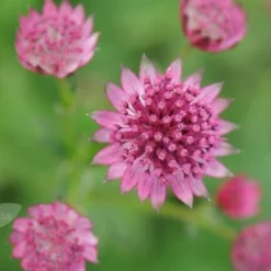 Astrantia 'Roma' (PBR) -Deals Green4Ever Store pl2000003711 card6 lg