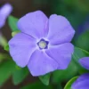 Vinca Minor 'Bowles's Variety'