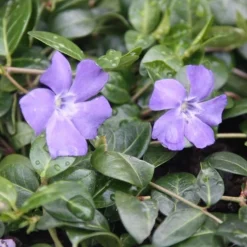 Vinca Minor 'Bowles's Variety' -Deals Green4Ever Store pl2000003981 card3 lg