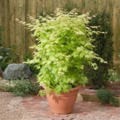 Acer Palmatum 'Orange Dream' -Deals Green4Ever Store pl2000004371 card3 lg