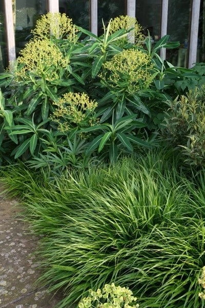 Hakonechloa Macra 2 Hakonechloa Macra - Image 2