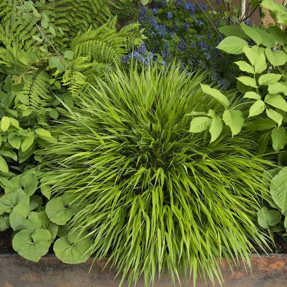 Hakonechloa Macra 3 Hakonechloa Macra - Image 3