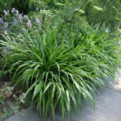 Hakonechloa Macra 8 Hakonechloa Macra -Deals Green4Ever Store pl2000004400 card4 lg