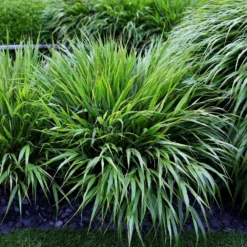 Hakonechloa Macra 9 Hakonechloa Macra -Deals Green4Ever Store pl2000004400 card5 lg