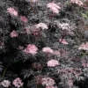 Sambucus Nigra F. Porphyrophylla 'Eva' (PBR)