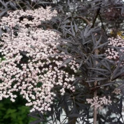 Sambucus Nigra F. Porphyrophylla 'Eva' (PBR) -Deals Green4Ever Store pl2000004449 card10 lg