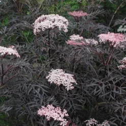 Sambucus Nigra F. Porphyrophylla 'Eva' (PBR) -Deals Green4Ever Store pl2000004449 card2 lg
